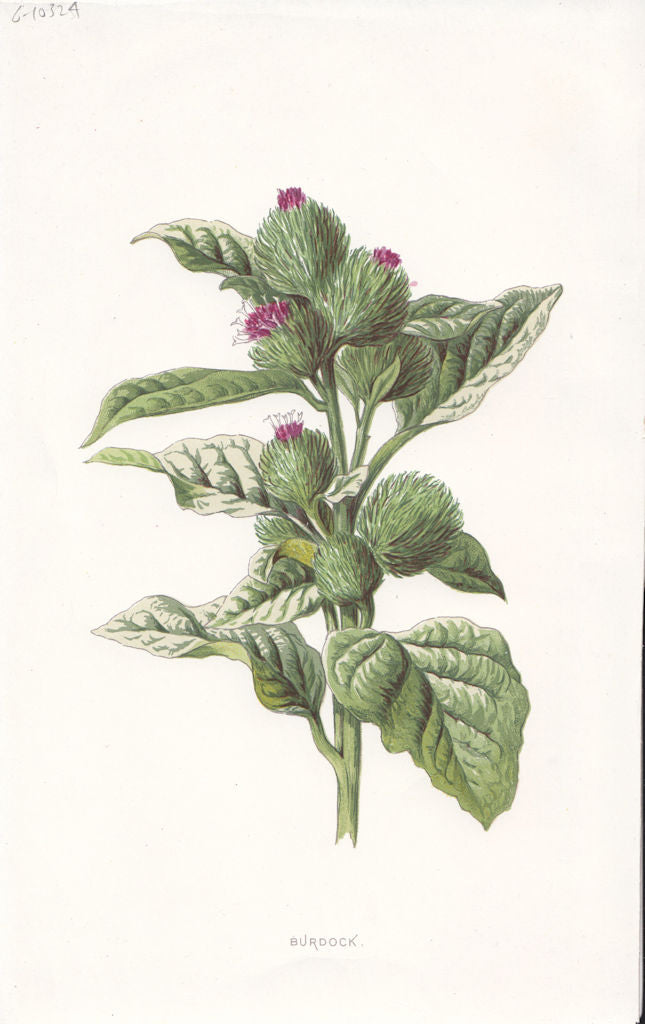 FLOWERS. Burdock c1895 old antique vintage print picture
